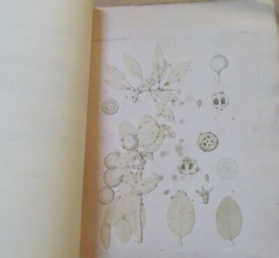 Storia Naturale, Botanica, Castelporziano, Roma, Terracciano. Antica Edizione, 1885