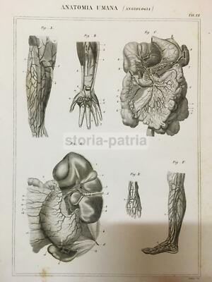 Medicina: Angiologia, Circolazione Del Sangue, Cuore, Vasi Sanguigni, Addome, Rene