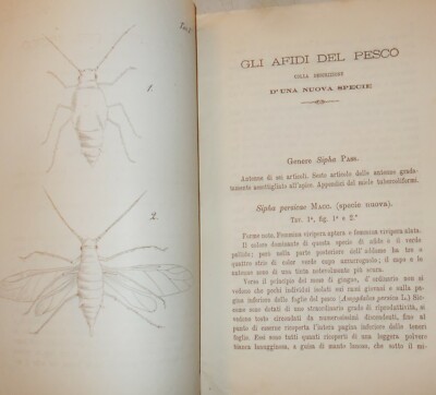 Agraria, Frutticoltura, Afidi Del Pesco, Sardegna, Sassari, Luigi Macchiati, 1880