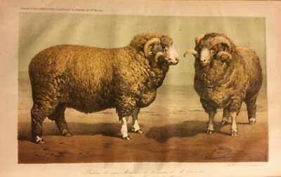 Zoologia: Animali Da Fattoria, Ovini E Lana Merino. Litografia A Colori Dell'Ottocento