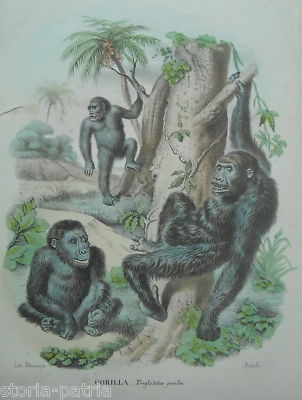 Antica Litografia Napoletana   Rispoli   XIX Secolo   Gorilla