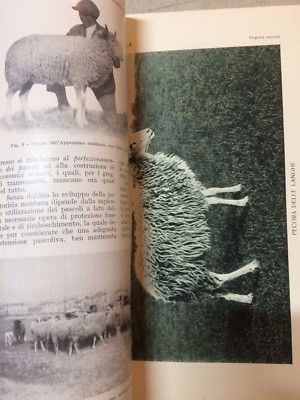 L'Italia Agricola: Numero Speciale Dedicato Alla Pecora (giugno 1930)