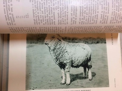 L'Italia Agricola: Numero Speciale Dedicato Alla Pecora (giugno 1930)