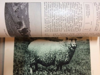 L'Italia Agricola: Numero Speciale Dedicato Alla Pecora (giugno 1930)