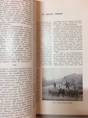 L'Italia Agricola: Numero Speciale Dedicato Alla Pecora (giugno 1930)