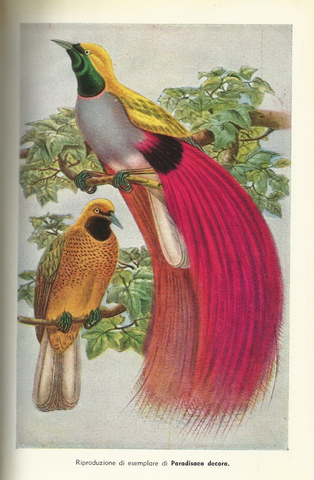 Viaggi, Esplorazioni, Indigeni, Papuasia, Antropologia, Fauna, Uccelli, Padre André