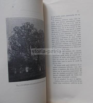 Agraria: Olive, Concimazione E Potatura. Puglia E Salerno, Briganti, 1912