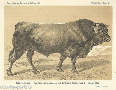 Agraria, Zootecnia, Zoologia, Veterinaria: Toro Victor, Razza Algan, Arciduca Albrecht