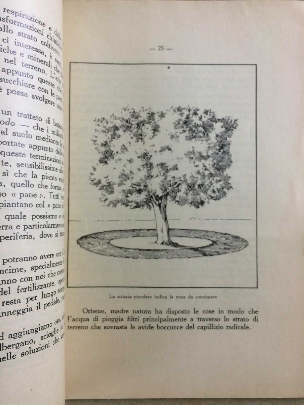 Olivicoltura: Perché E Come Si Deve Concimare L'Olivo (Marinucci, 1933)