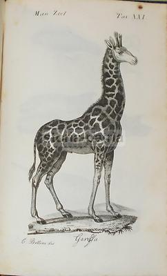 Storia Naturale. Zoologia. Giraffa. Antica Incisione Di C. Bettini.
