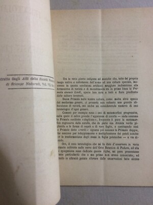 Scienze Naturali: Botanica. Primula Sinensis Lindl. Penzig. Con Due Tavole. Veneto.