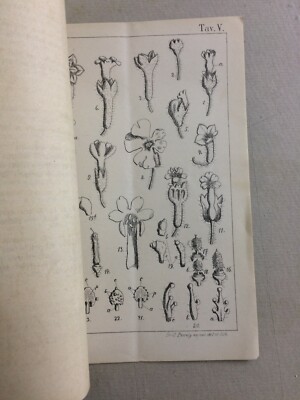 Scienze Naturali: Botanica. Primula Sinensis Lindl. Penzig. Con Due Tavole. Veneto.