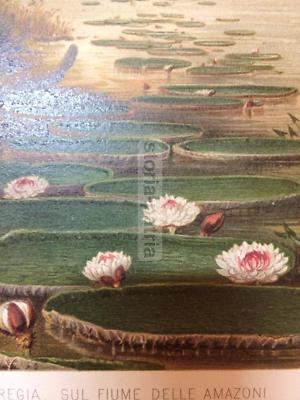 Scienze Naturali: Botanica, Piante, Victoria Regia, Fiume Delle Amazzoni, Stampa Dell'800