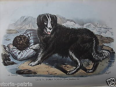 Cane Terranova: Litografia Colorata Dell'800