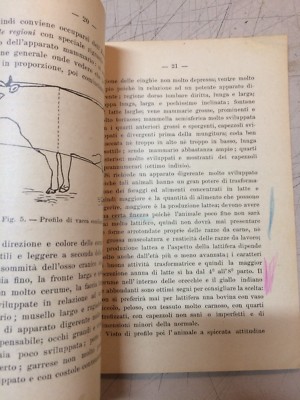 Vacche Da Latte: Scelta E Allevamento (Vincenzo Barducci, 1928)