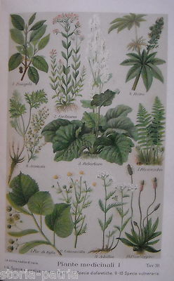 Medicina, Erboristeria, Piante Medicinali, Erbe: Assenzio, Tiglio, Achillea, Ricino