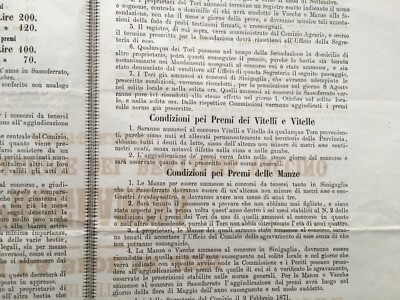 Marche, Ancona, Jesi, Senigallia. Zootecnia: Premiazione Mucche E Tori, 1871