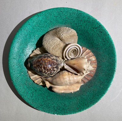 Composizione Di Conchiglie Su Piatto Richard Ginori, Attribuito A Carlo Pellegrini