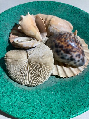 Composizione Di Conchiglie Su Piatto Richard Ginori, Attribuito A Carlo Pellegrini