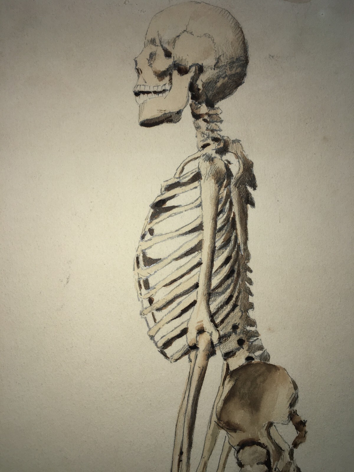 Scheletro E Teschio, Studio Anatomico. Disegno Acquarellato Di F. Esposito.