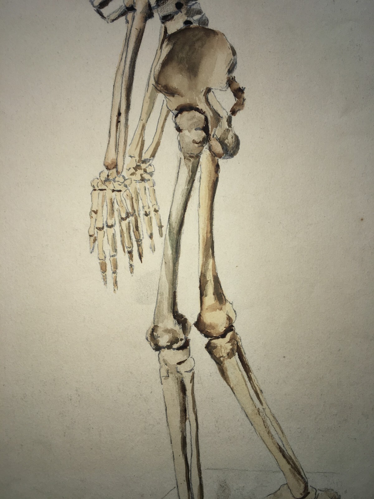 Scheletro E Teschio, Studio Anatomico. Disegno Acquarellato Di F. Esposito.