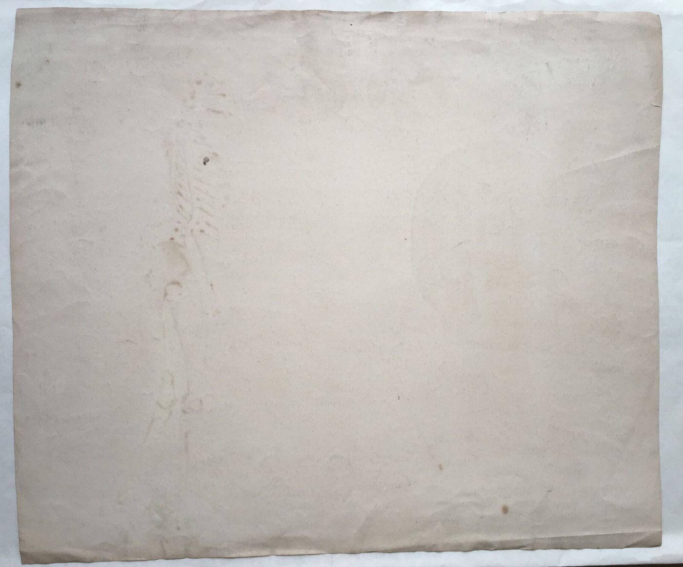Scheletro E Teschio, Studio Anatomico. Disegno Acquarellato Di F. Esposito.