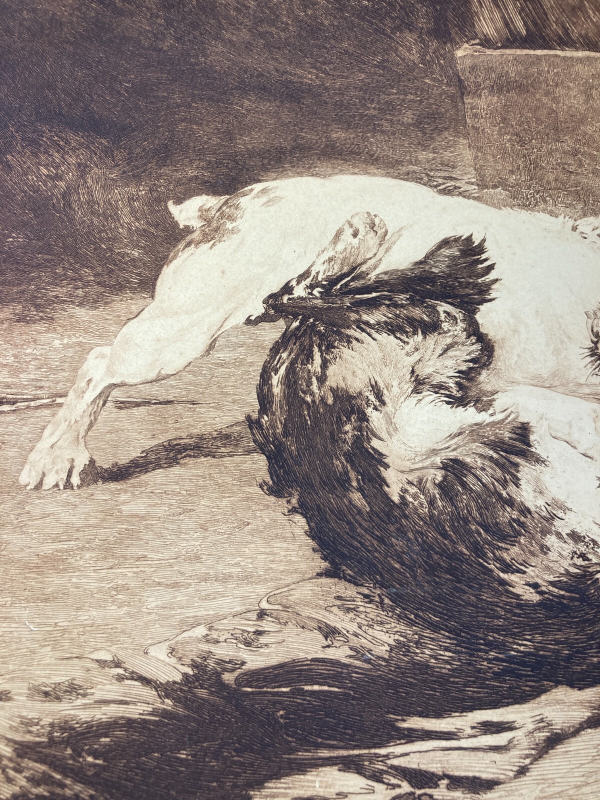 Charles Herrmann Léon   Bastien De Beaupré: Grande Incisione "Lotta Tra Cani"