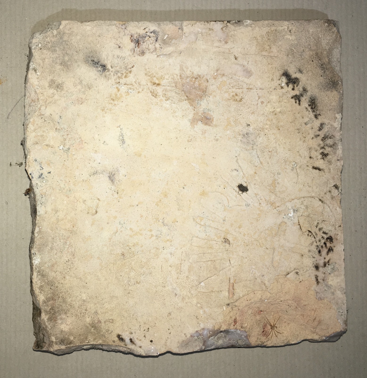 Ceramiche Da Collezione: Antiche Mattonelle Riggiole Napoletane Maurino Esagonali