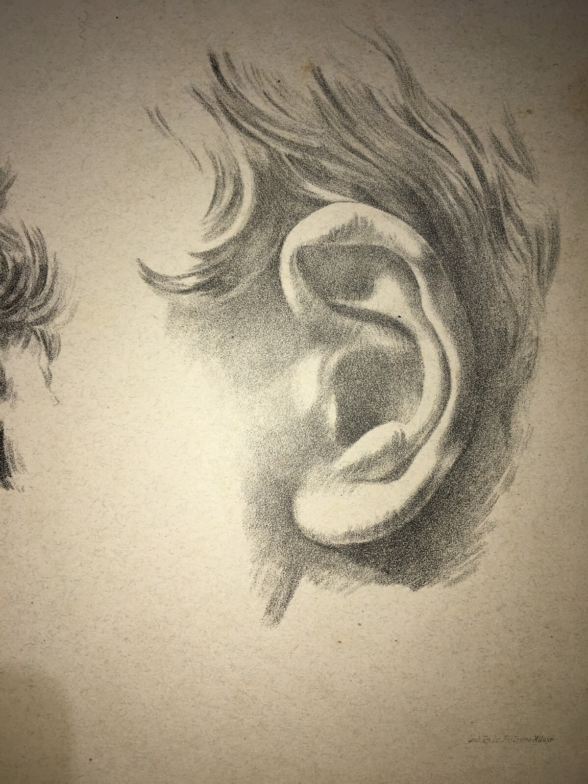Organi Di Senso, Udito, Orecchio: Studi Artistici. Antica Stampa Treves