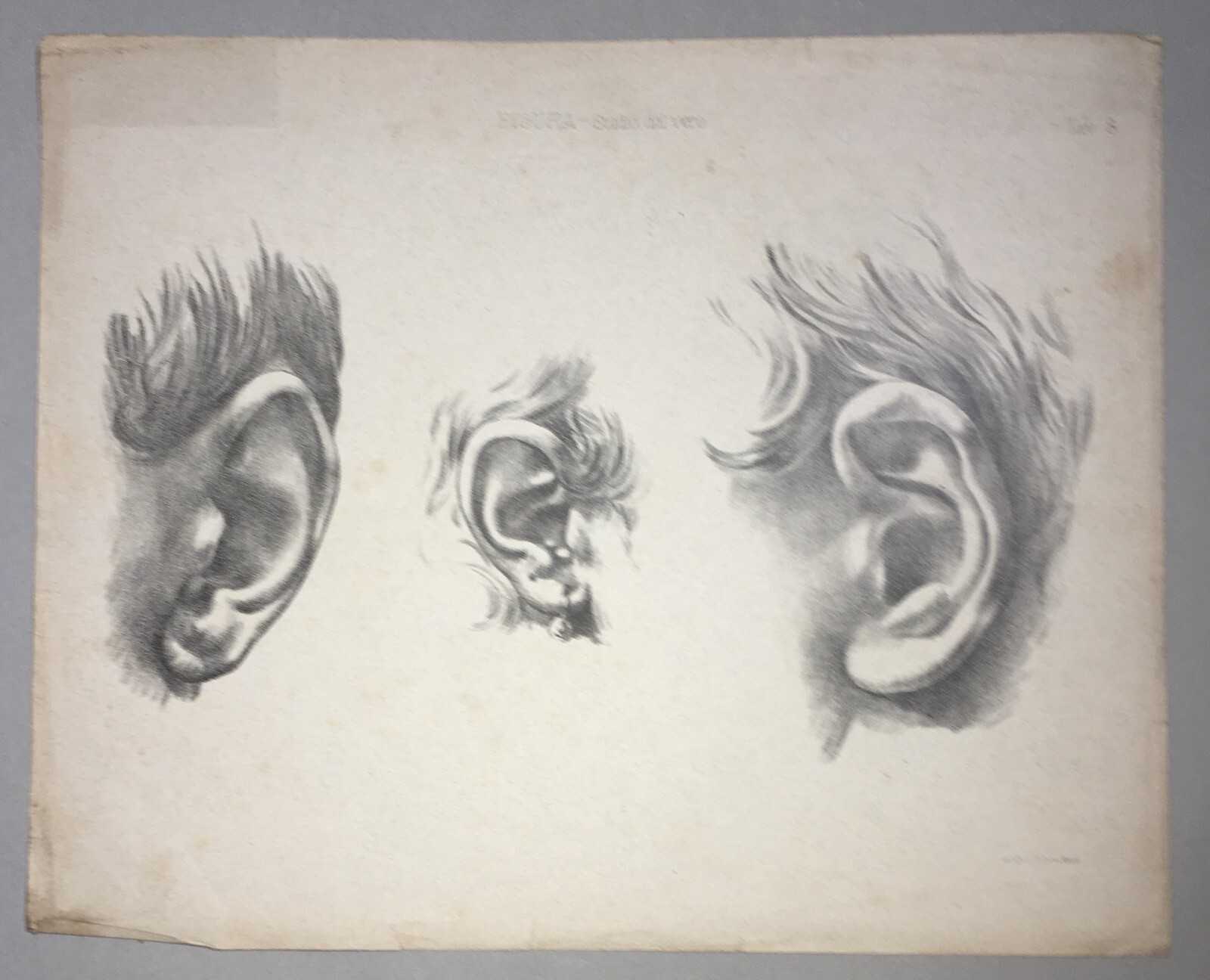 Organi Di Senso, Udito, Orecchio: Studi Artistici. Antica Stampa Treves