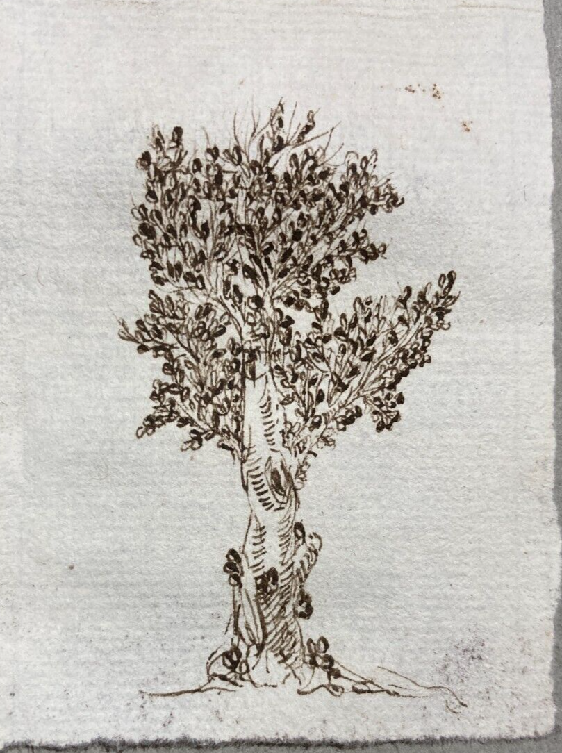 Disegno Originale A China (Albero)   XVII XVIII Secolo