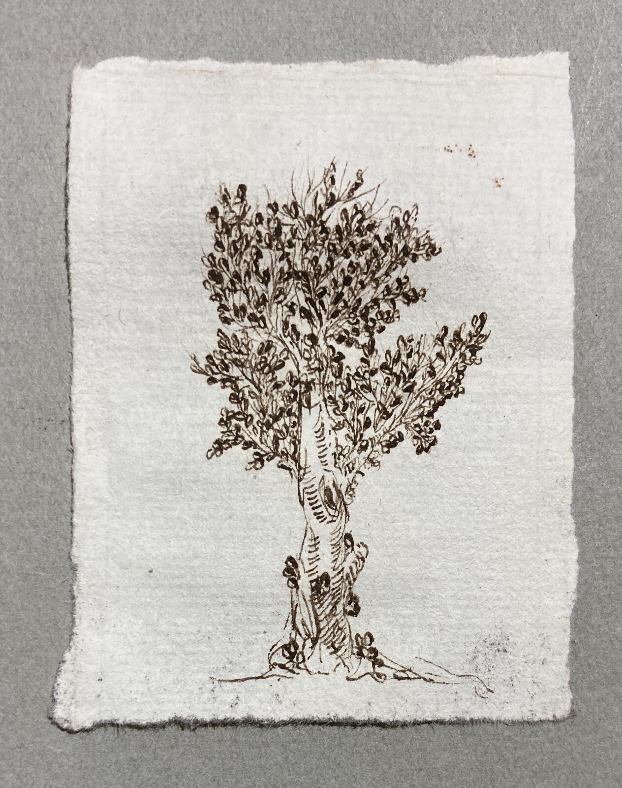 Disegno Originale A China (Albero)   XVII XVIII Secolo