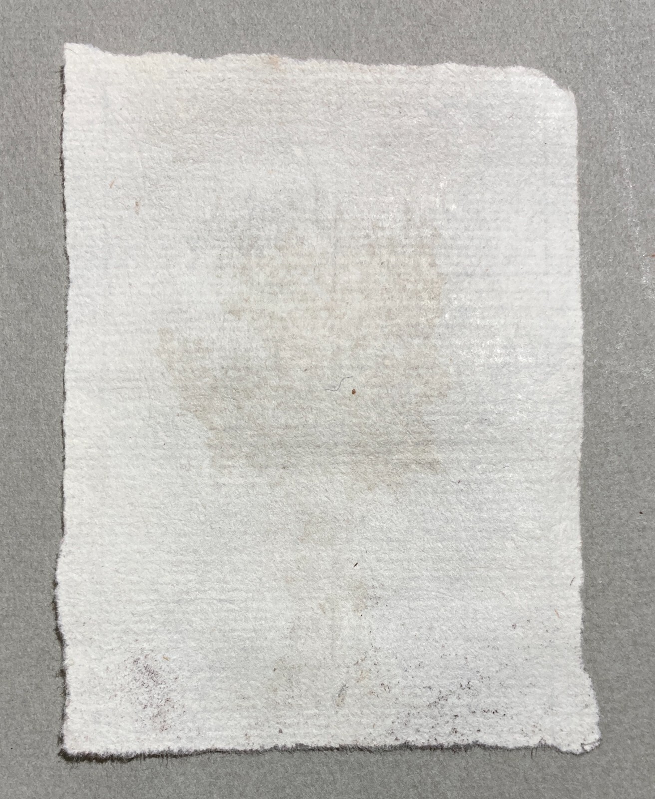 Disegno Originale A China (Albero)   XVII XVIII Secolo