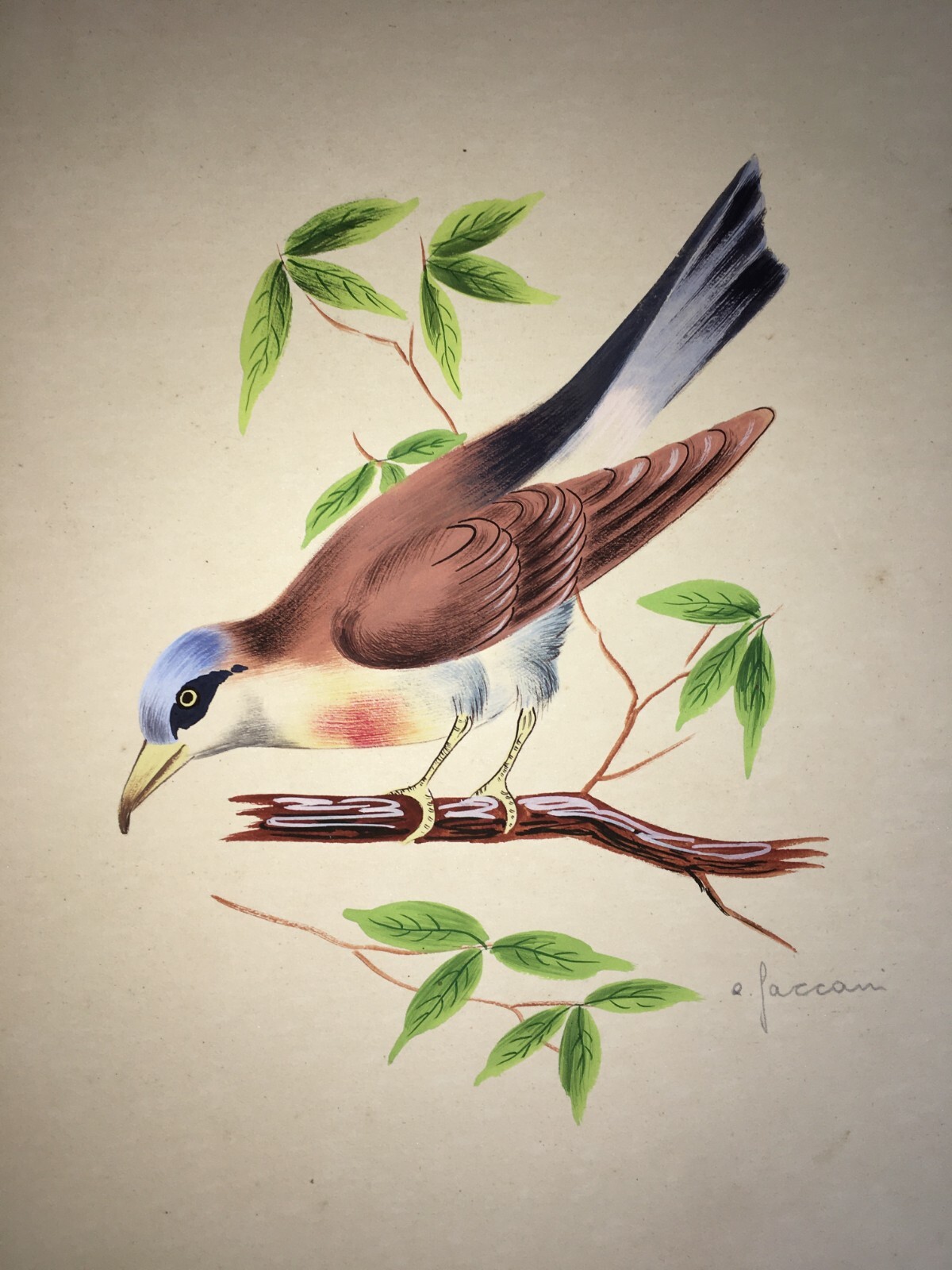 Illustrazione Naturalistica Di Volatile (Averla Maggiore)   Acquerello Firmato A. Faccani