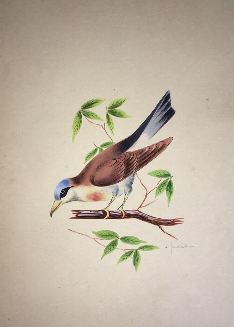 Illustrazione Naturalistica Di Volatile (Averla Maggiore)   Acquerello Firmato A. Faccani