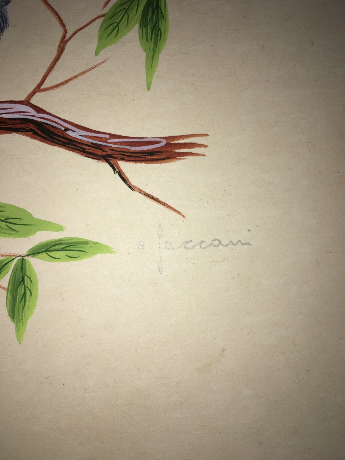 Illustrazione Naturalistica Di Volatile (Averla Maggiore)   Acquerello Firmato A. Faccani