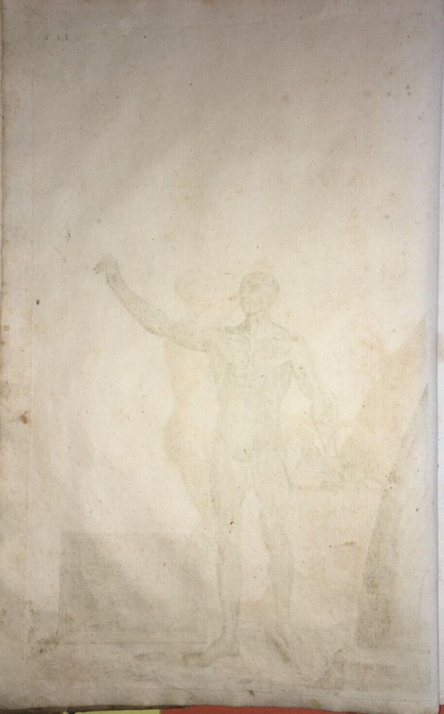 Medicina. Anatomia Umana: Muscoli. Antica Incisione Di Johann Georg Seiller, XVIII Secolo.