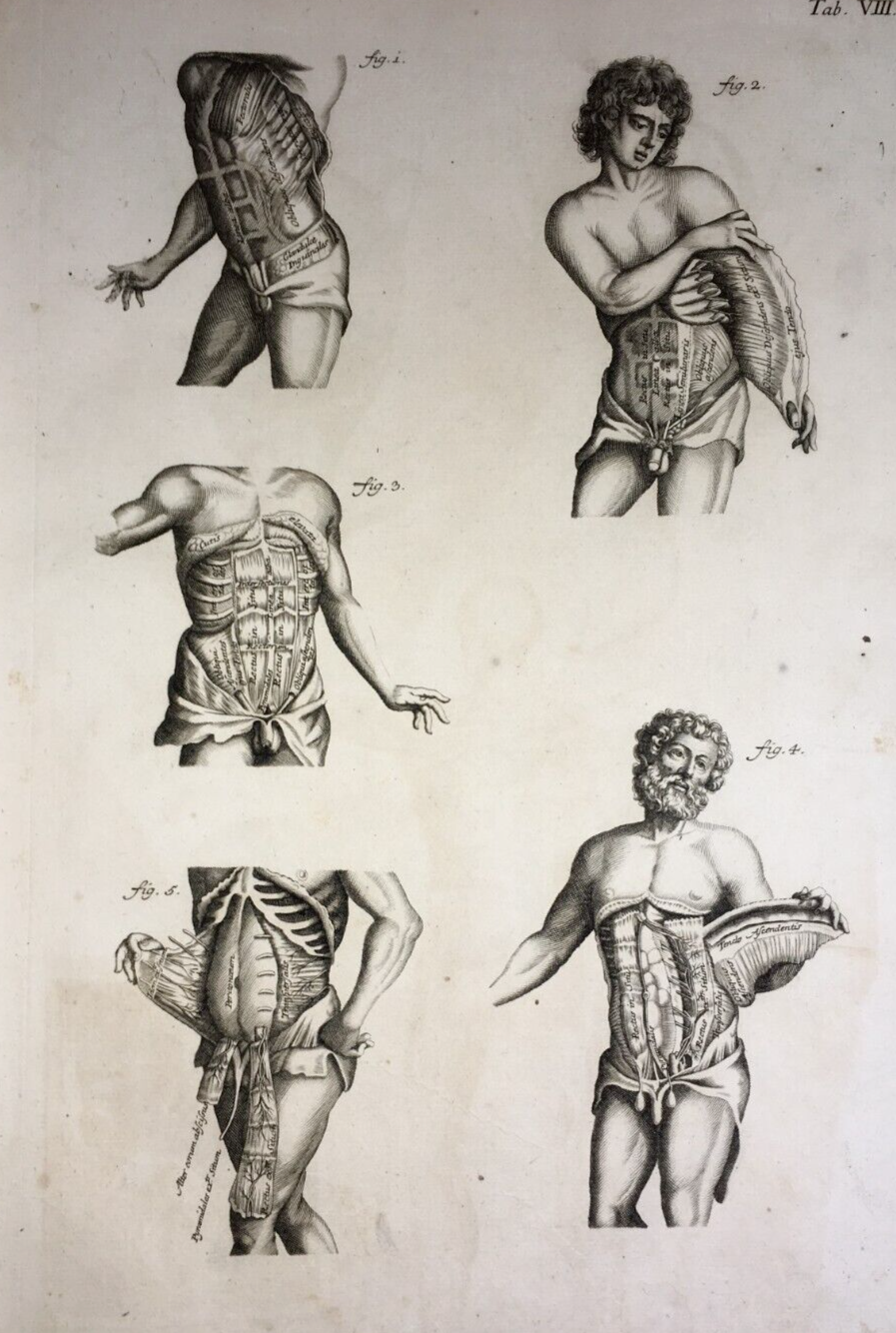 Medicina: Anatomia Umana, Muscolatura Addominale. Johann Georg Seiller, XVIII Secolo