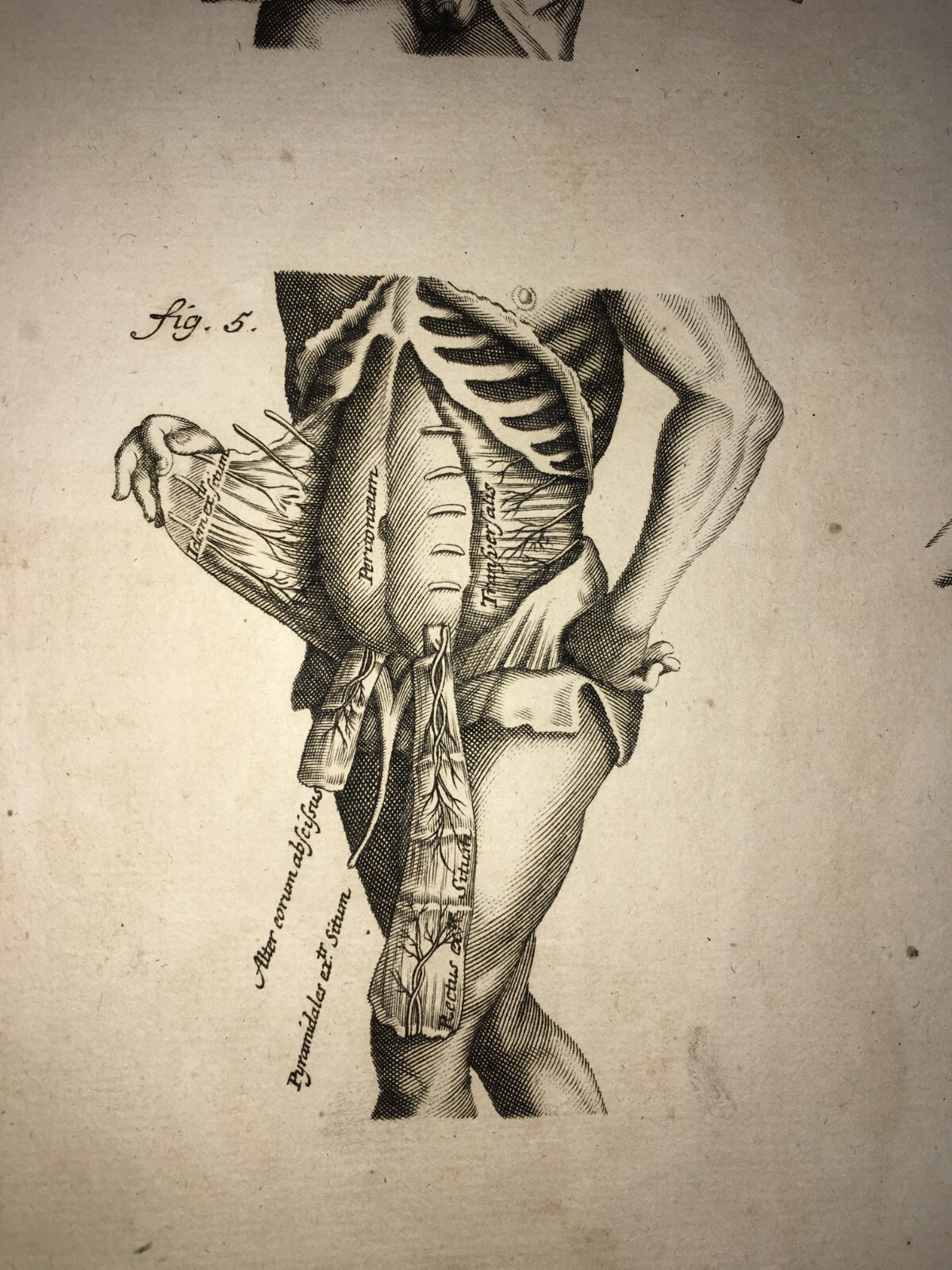Medicina: Anatomia Umana, Muscolatura Addominale. Johann Georg Seiller, XVIII Secolo