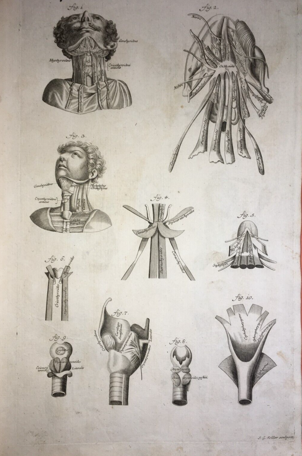 Medicina: Anatomia Umana, Muscolatura Del Collo. Incisione Di Johann Georg Seiller, XVIII Secolo