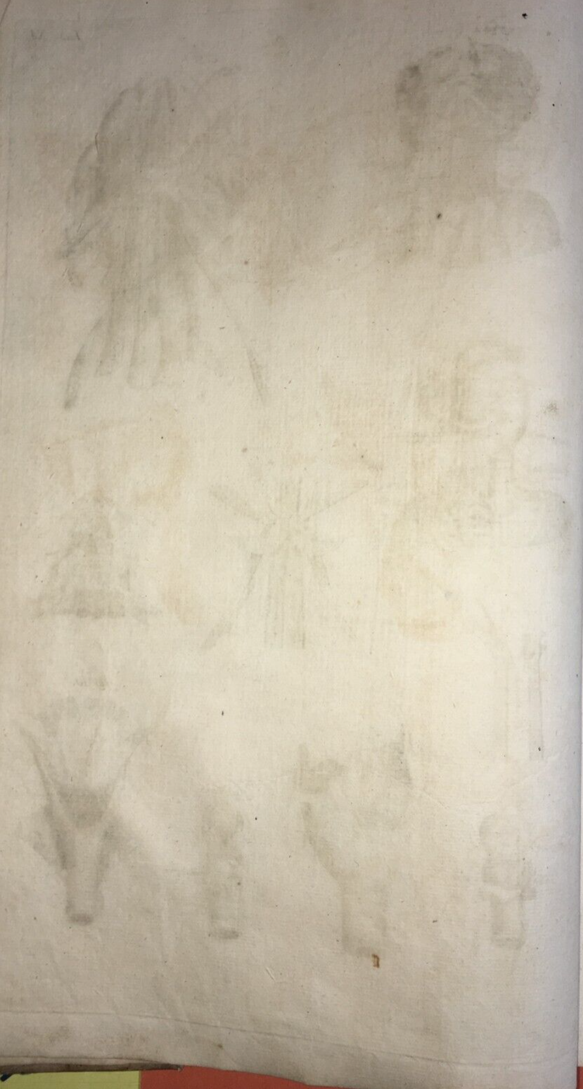 Medicina: Anatomia Umana, Muscolatura Del Collo. Incisione Di Johann Georg Seiller, XVIII Secolo