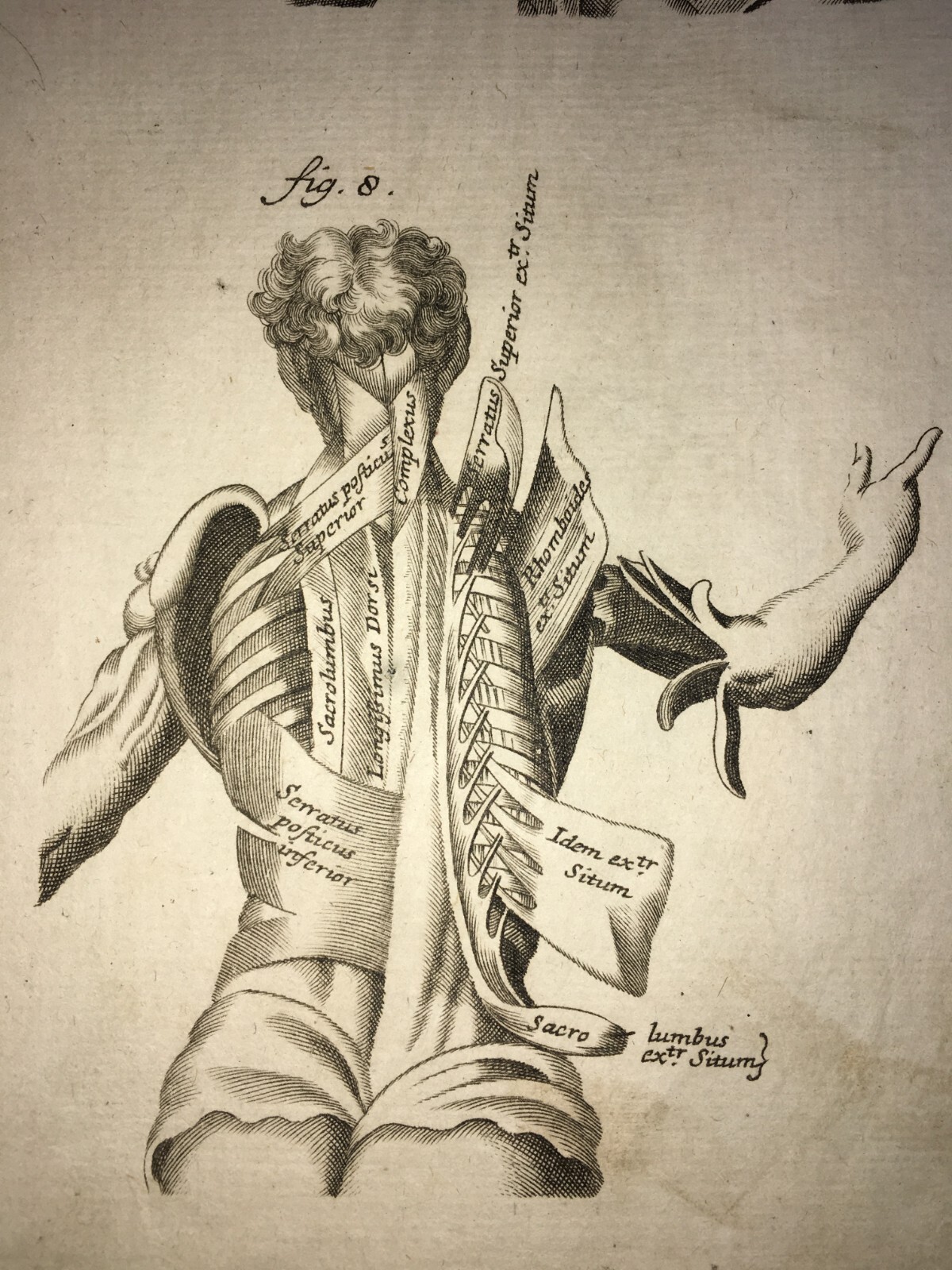 Medicina: Anatomia Umana. Muscolatura Di Collo E Tronco. Artista: Seiller. Incisione