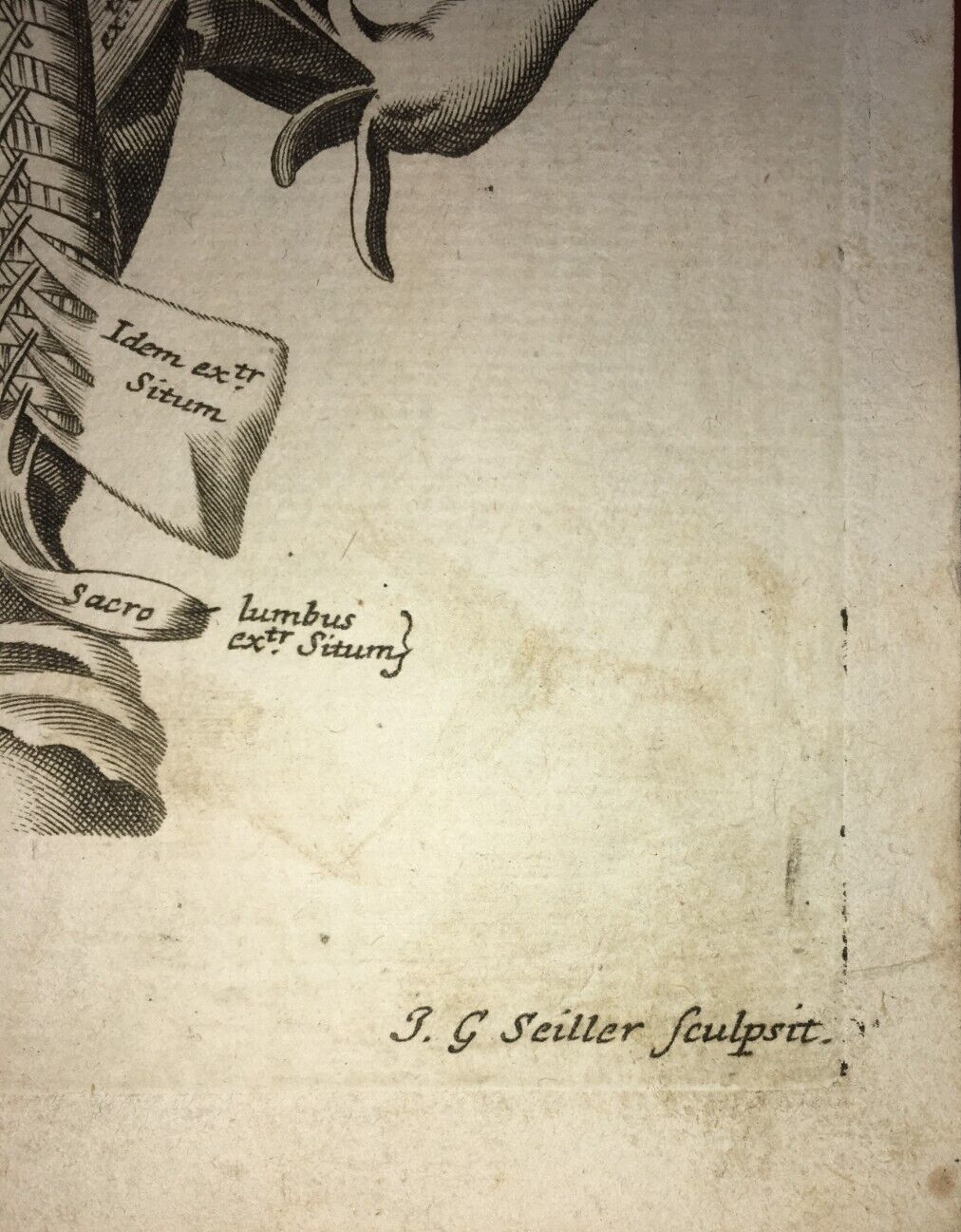 Medicina: Anatomia Umana. Muscolatura Di Collo E Tronco. Artista: Seiller. Incisione