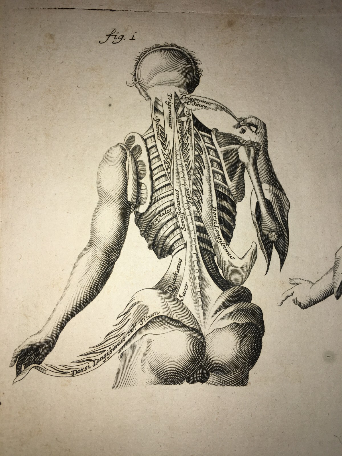 Medicina   Anatomia Umana   Muscolatura Di Tronco E Braccia   Artista Seiller   Rarità