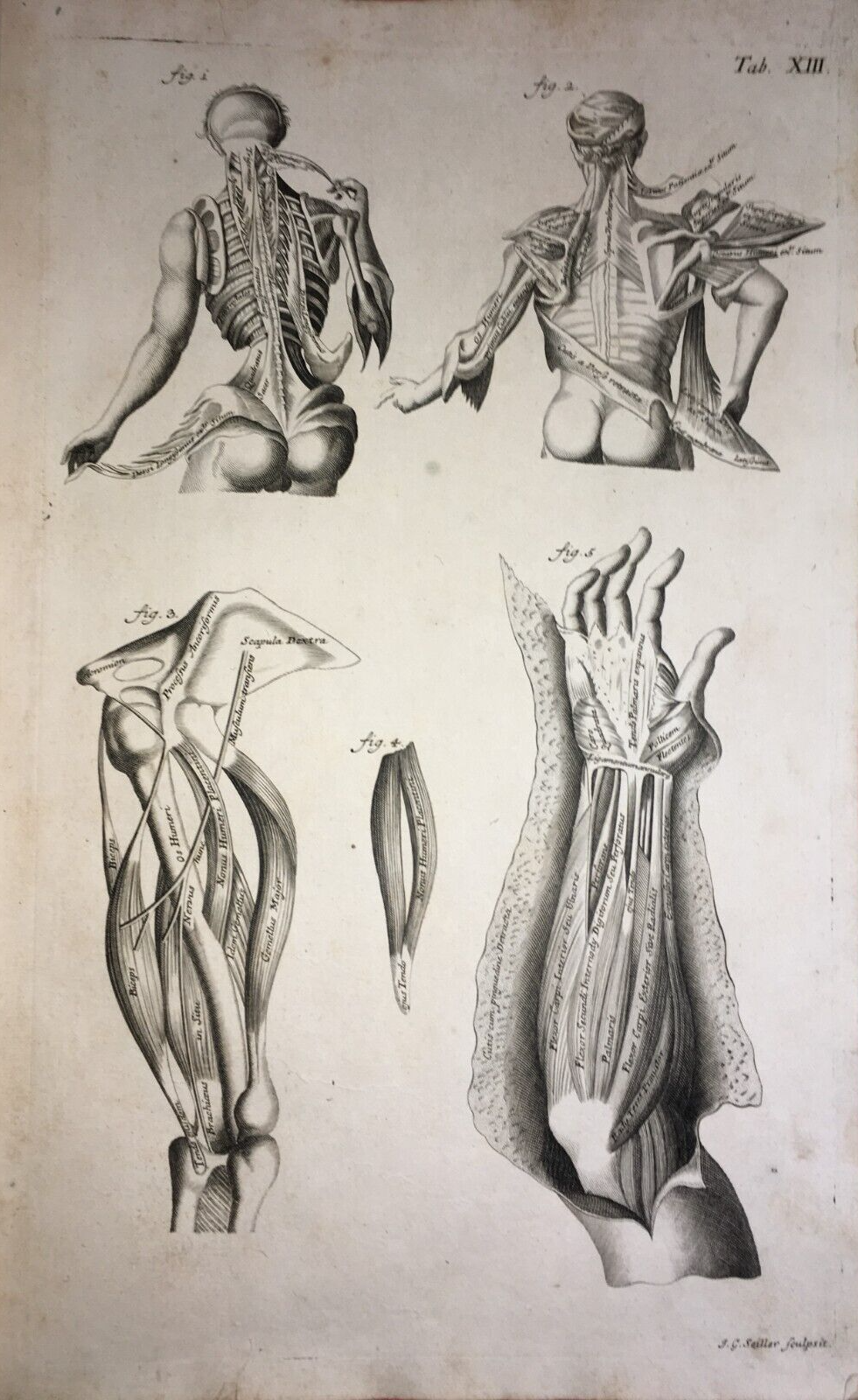 Medicina   Anatomia Umana   Muscolatura Di Tronco E Braccia   Artista Seiller   Rarità