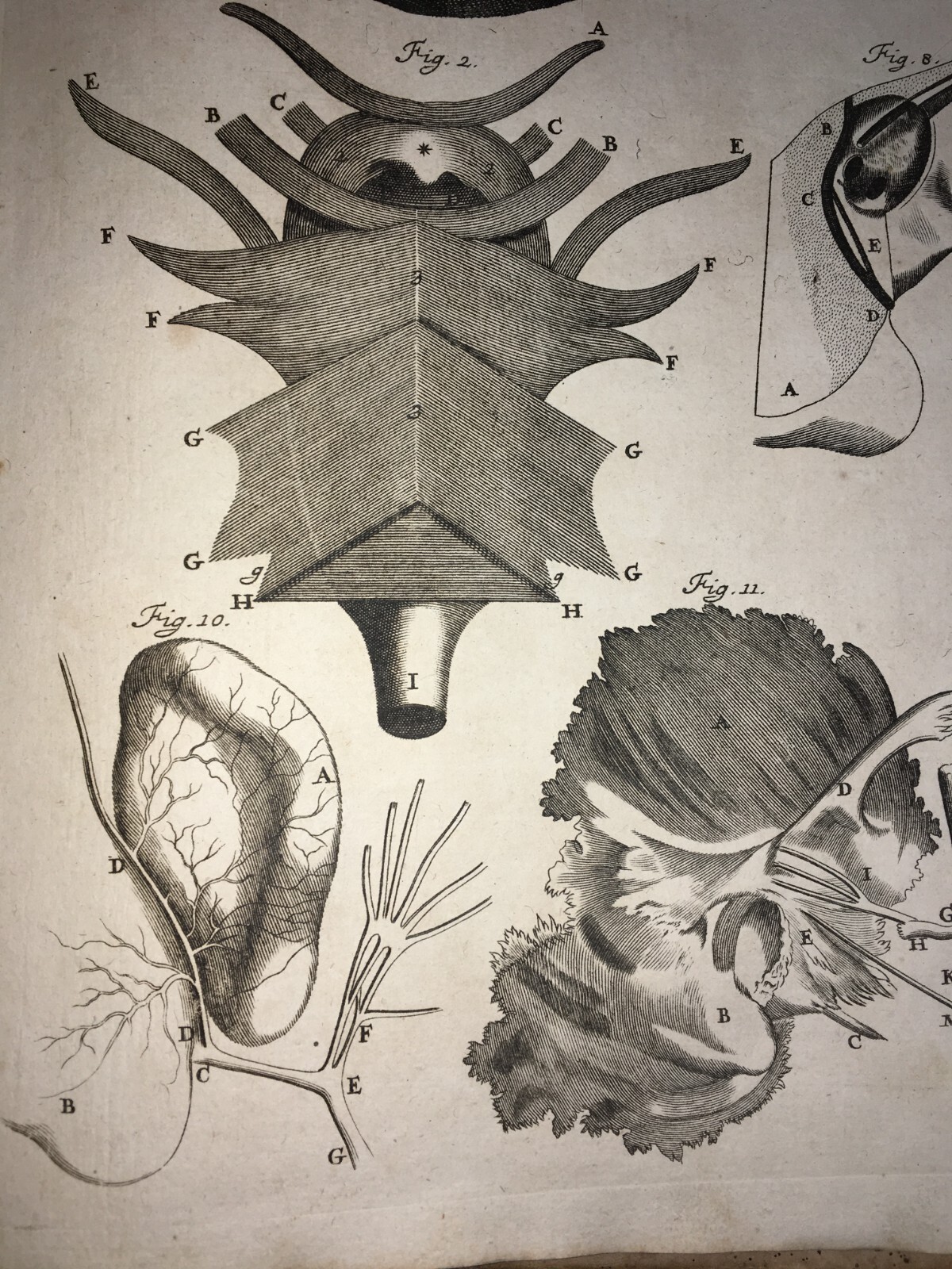 Medicina: Anatomia Umana, Organi Della Gola E Del Collo. Incisione Di Seiller, XVIII Secolo.