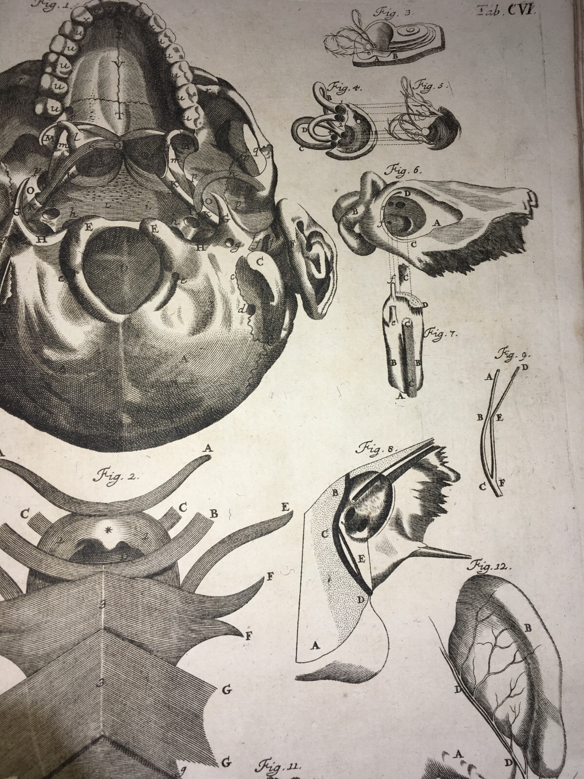 Medicina: Anatomia Umana, Organi Della Gola E Del Collo. Incisione Di Seiller, XVIII Secolo.