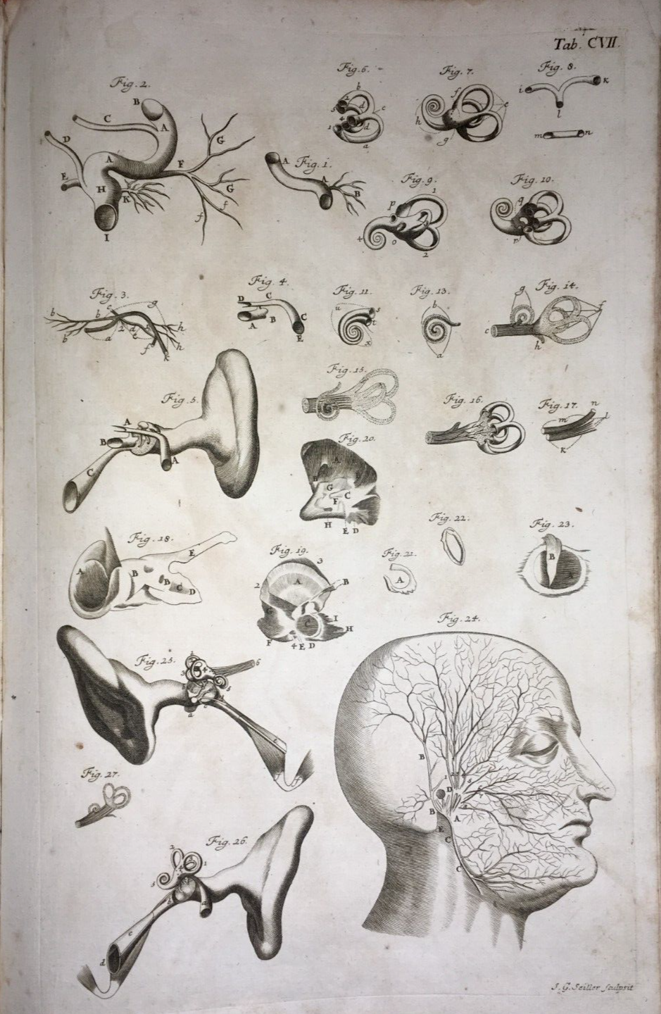 Medicina, Anatomia Umana: L'Orecchio E Il Nervo Trigemino