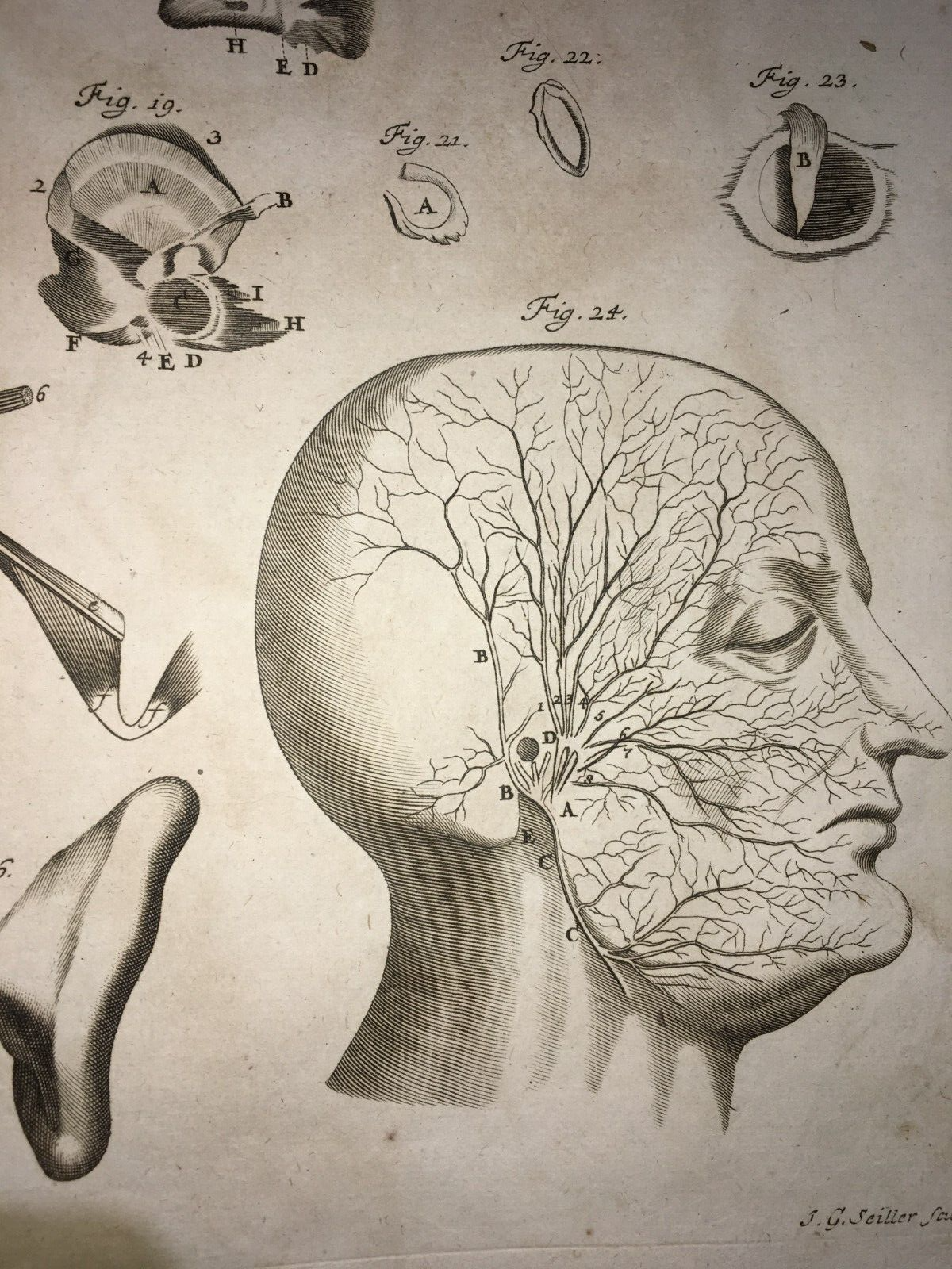 Medicina, Anatomia Umana: L'Orecchio E Il Nervo Trigemino