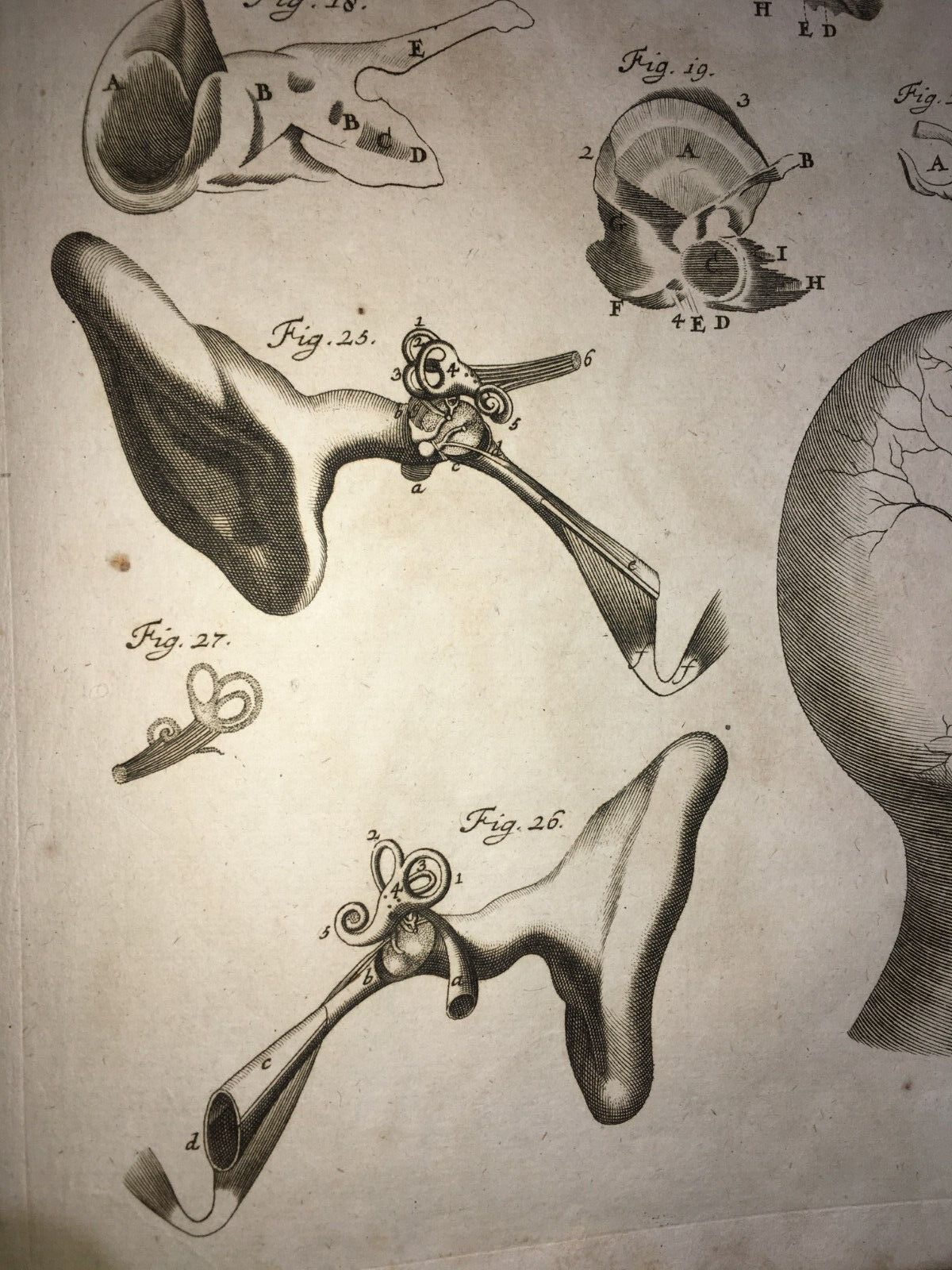 Medicina, Anatomia Umana: L'Orecchio E Il Nervo Trigemino